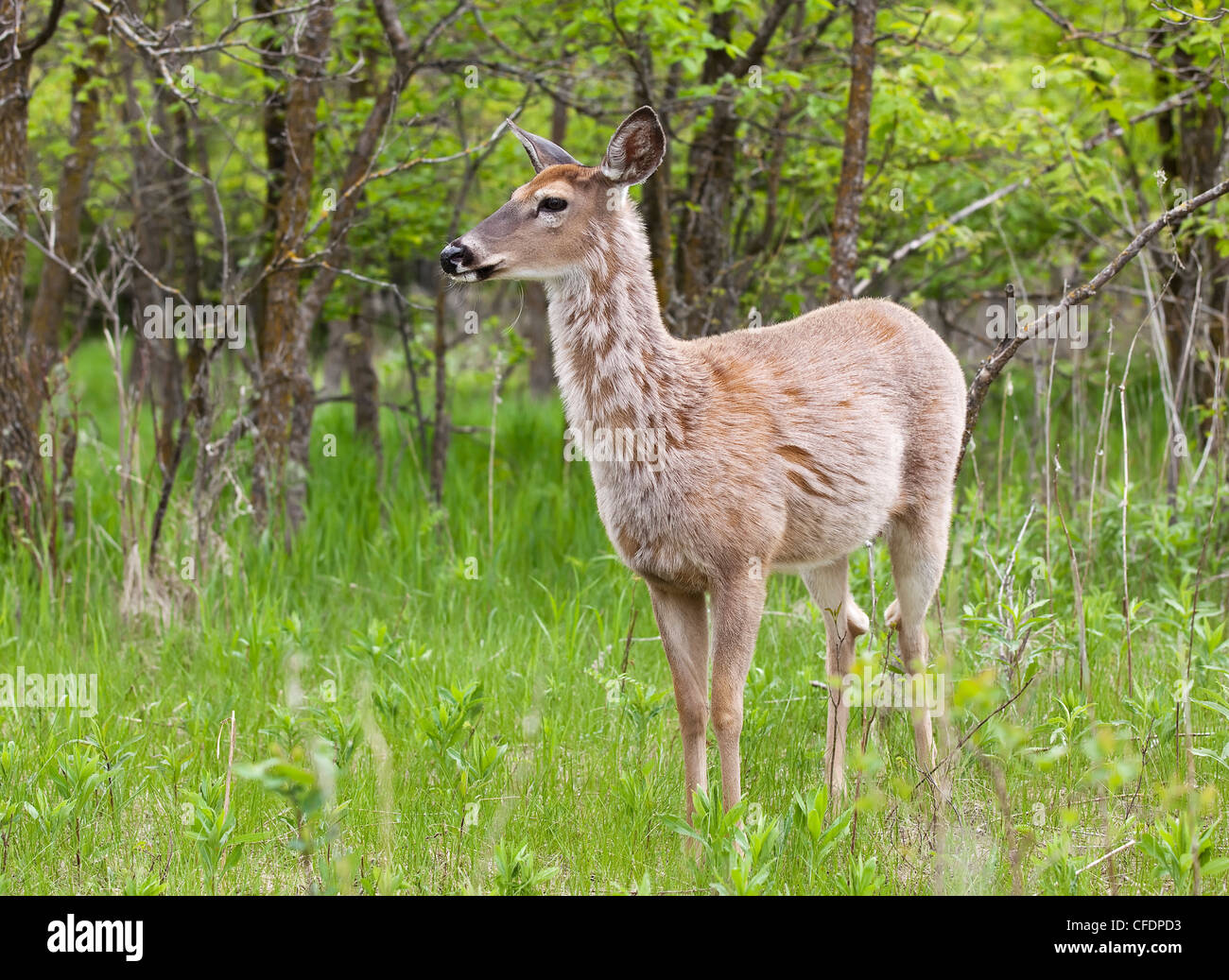 Cerf de Virginie, l'Assiniboine Park, Winnipeg, Manitoba, Canada. Banque D'Images