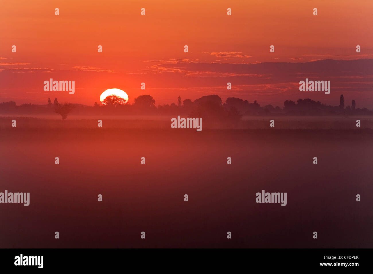 Le lac de Neusiedl, au lever du soleil, Fertoe Parc National, Burgenland, Autriche, Europe Banque D'Images