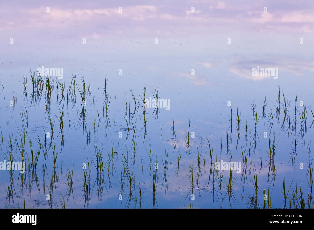 Le lac de Neusiedl, Fertoe au coucher du soleil, Parc National, Burgenland, Autriche, Europe Banque D'Images