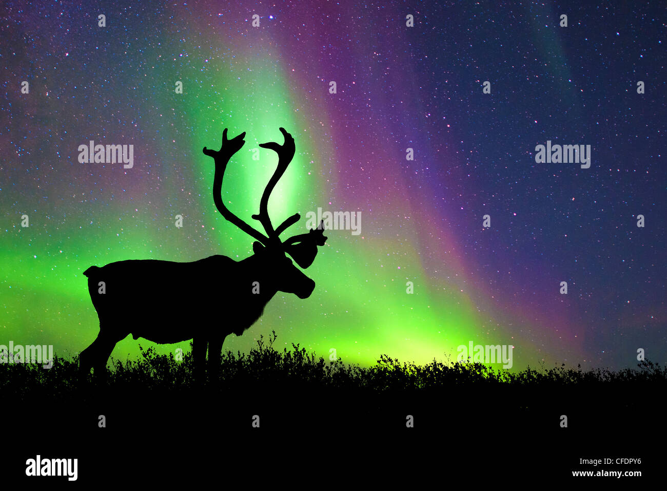 Bull Caribou Rangifer tarandus silhouetté Banque D'Images