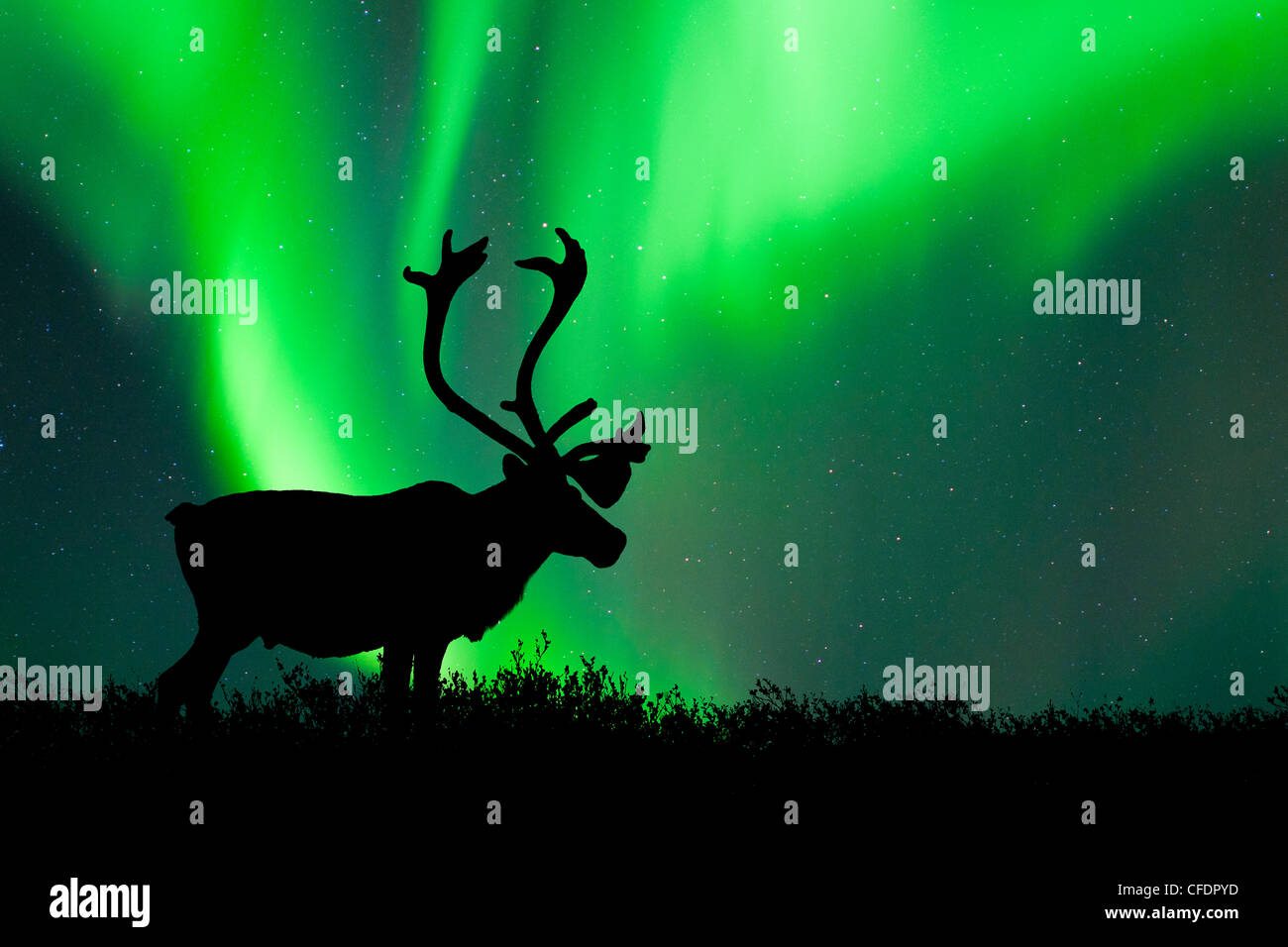 Bull Caribou Rangifer tarandus silhouetté Banque D'Images