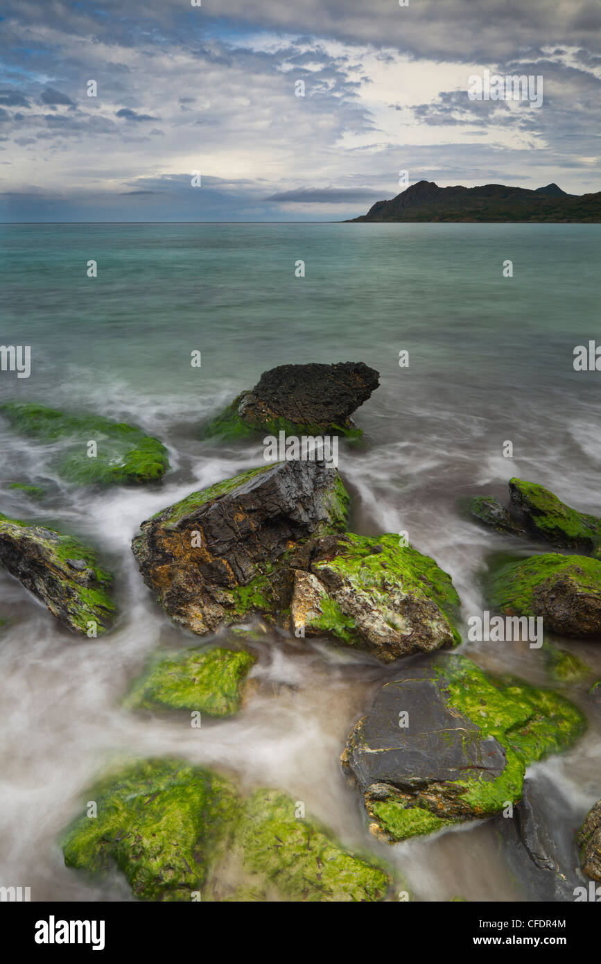 Rochers recouverts d'algues, mer et littoral près de Ogliastro, Haute-Corse, Corse, France Banque D'Images