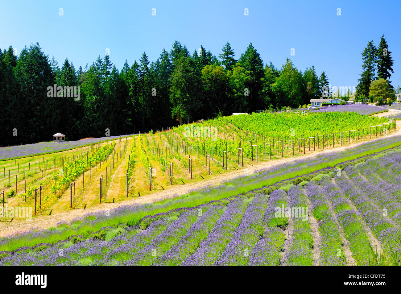 Un champ de lavande et de raisins à l'Damali Lavender Farm and Bed and Breakfast in Cobble Hill (Colombie-Britannique), Canada. Banque D'Images