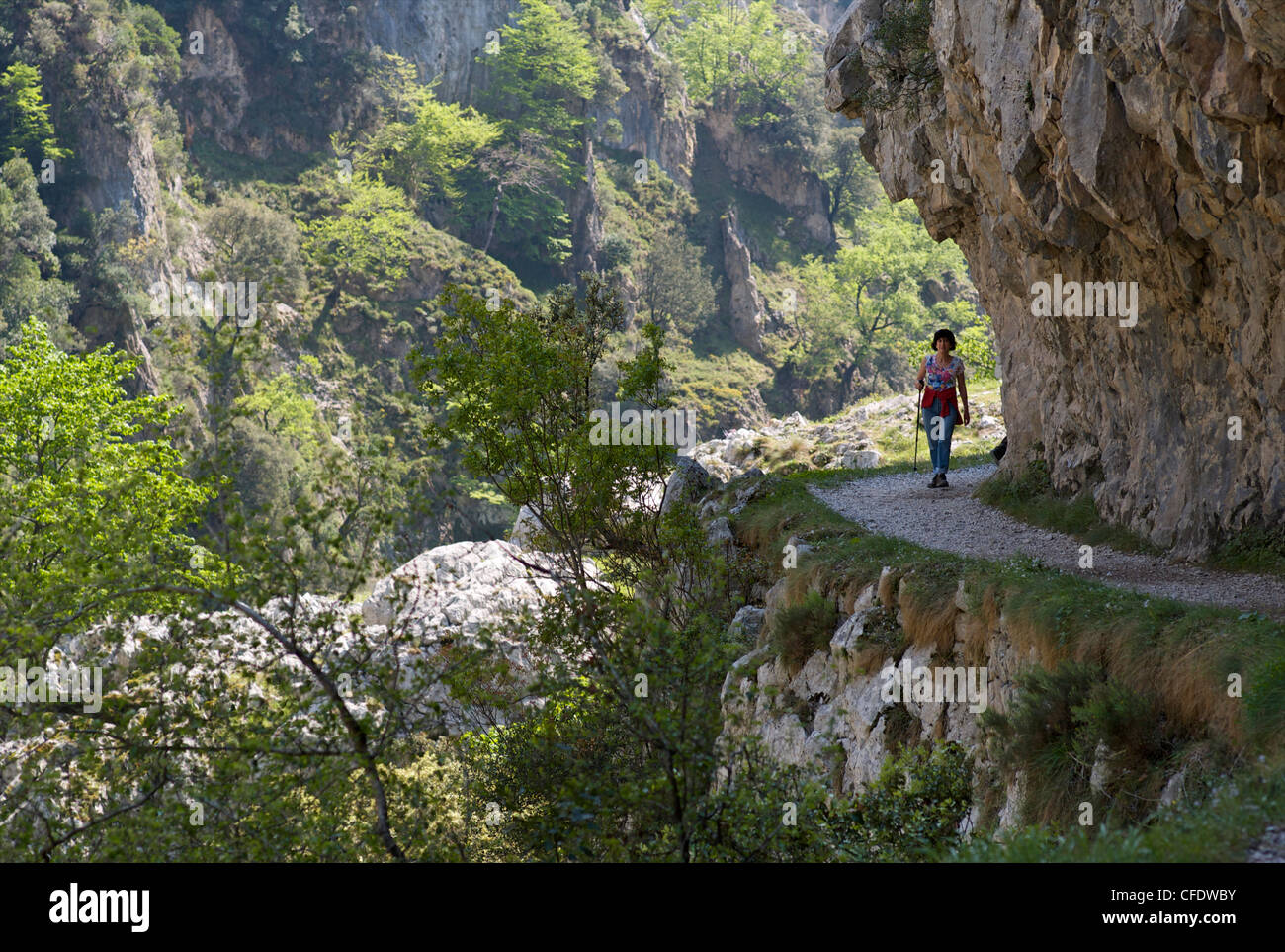 Le sentier de marche Gorges de Cares, Picos de Europa, Castilla y Leon, Espagne, Europe Banque D'Images