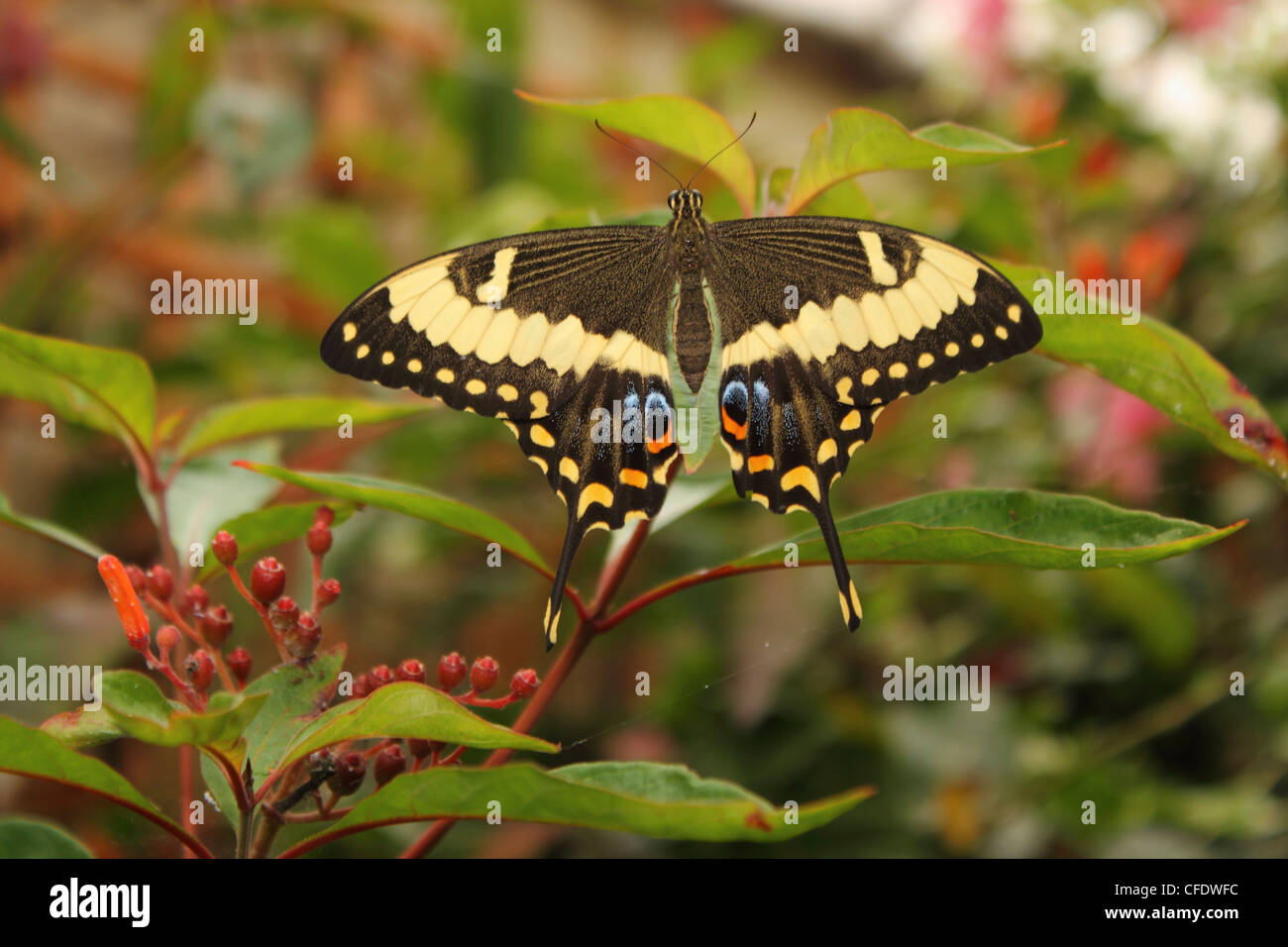 Swallowtail Butterfly (Papilionidae) Banque D'Images