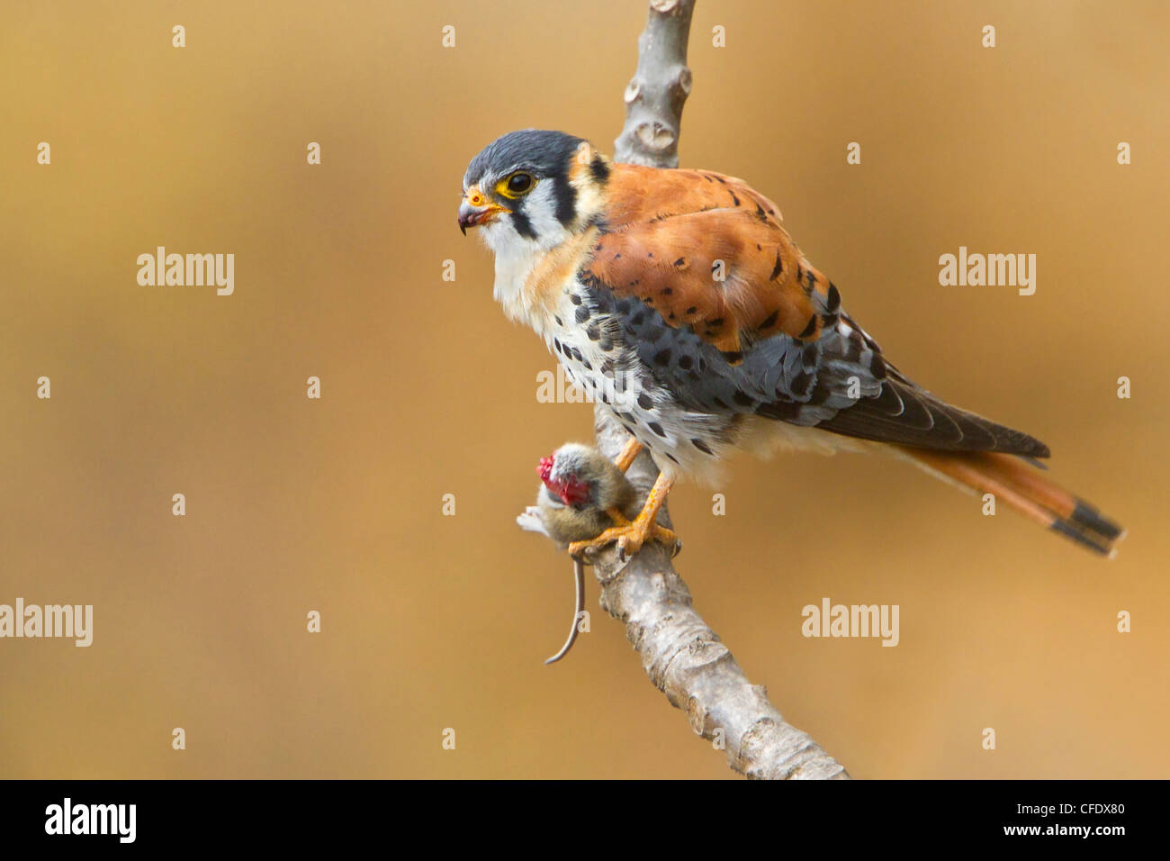 Crécerelle d'Amérique (Falco sparverius) perché sur une branche au Pérou. Banque D'Images