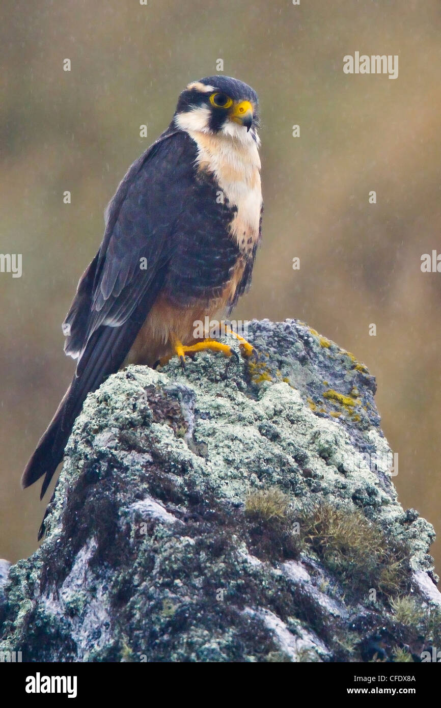 Aplomado Falcon (Falco fémorale) perché sur un rocher au Pérou. Banque D'Images