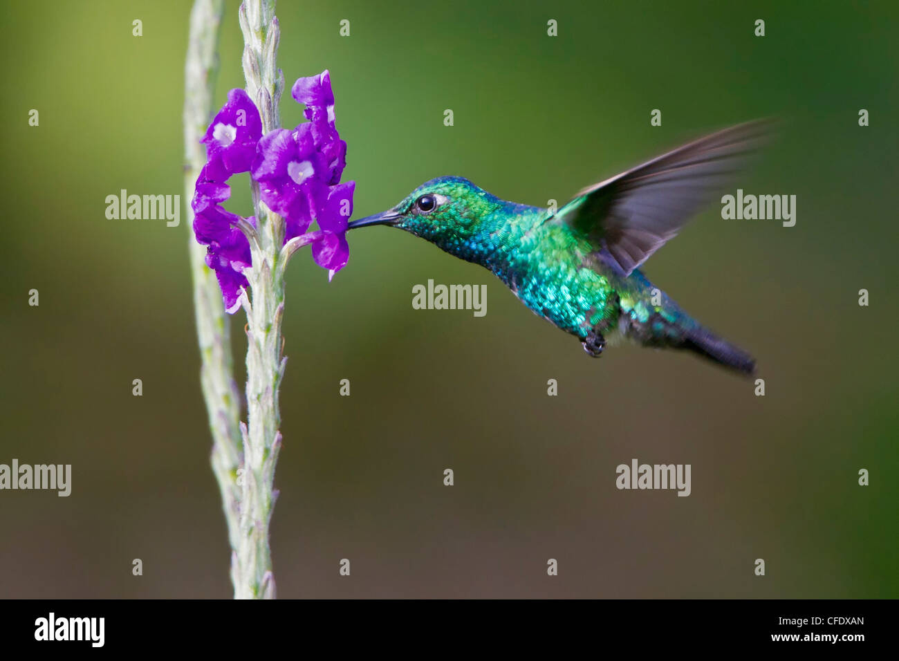 Blue-tailed Emerald (Chlorostilbon mellisugus) volant tout en s'alimentant à une fleur au Pérou. Banque D'Images
