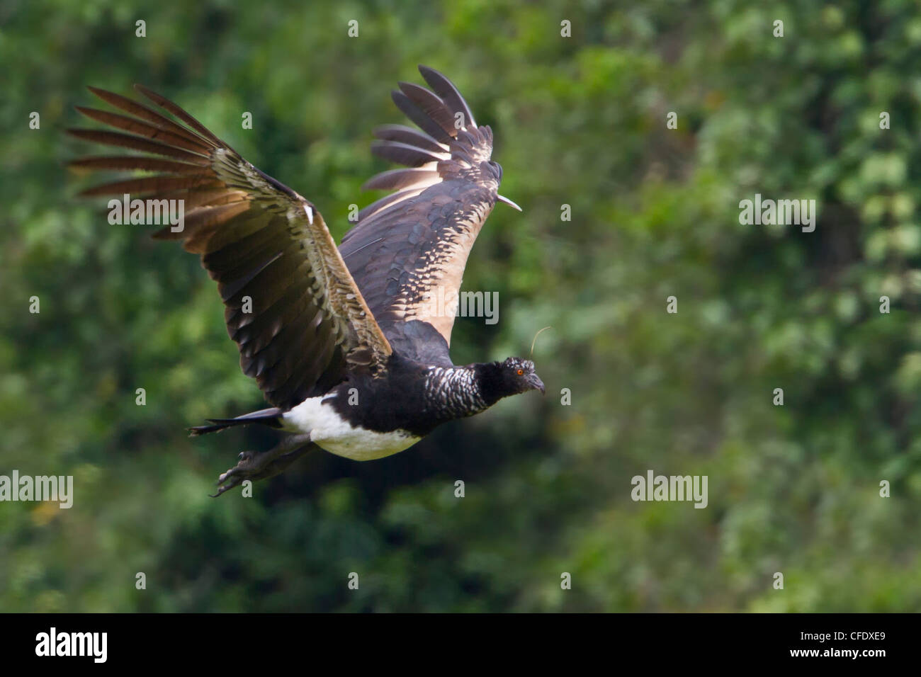 Horned Screamer (Anhima cornuta) battant au Pérou. Banque D'Images