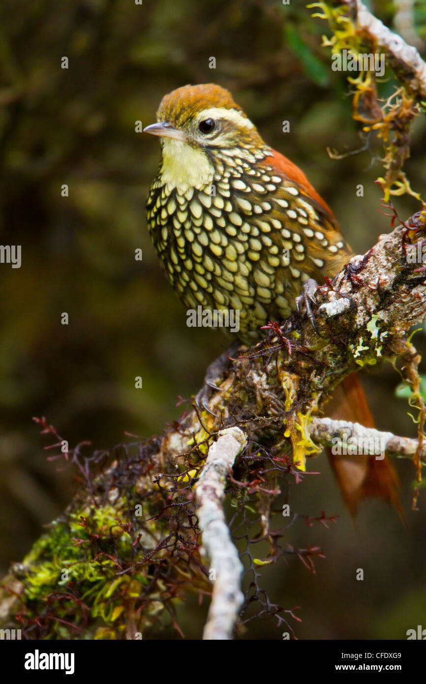 (Margarornis squamiger perlés Treerunner) perché sur une branche au Pérou. Banque D'Images