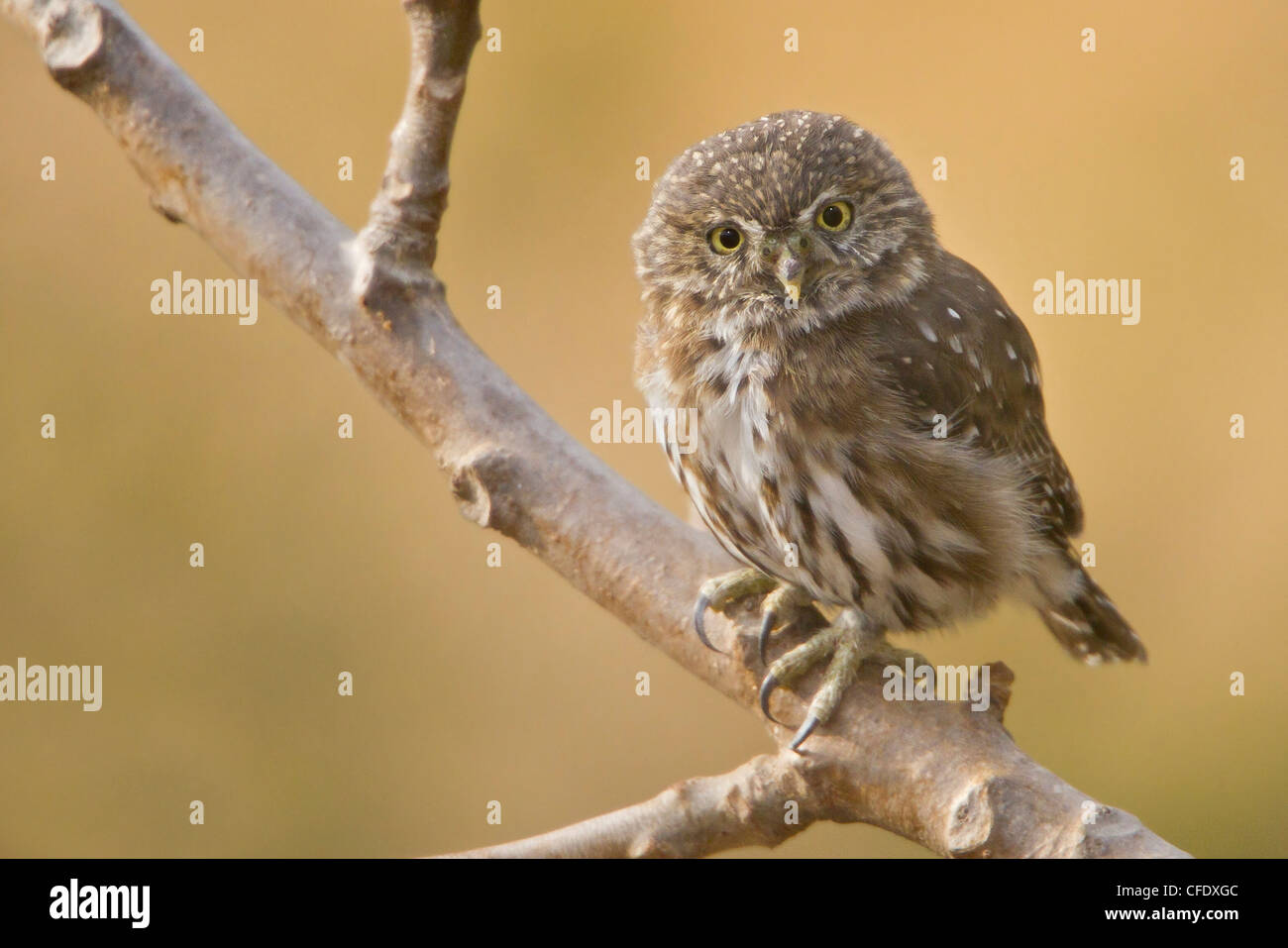 Chouette naine péruvienne (Glaucidium peruanum) perché sur une branche au Pérou. Banque D'Images