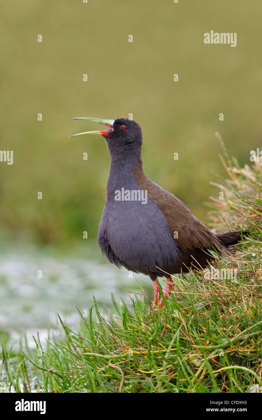 Rail (Pardirallus sanguinolentus plombé) perché sur une terre humide dans les hauts plateaux du Pérou. Banque D'Images