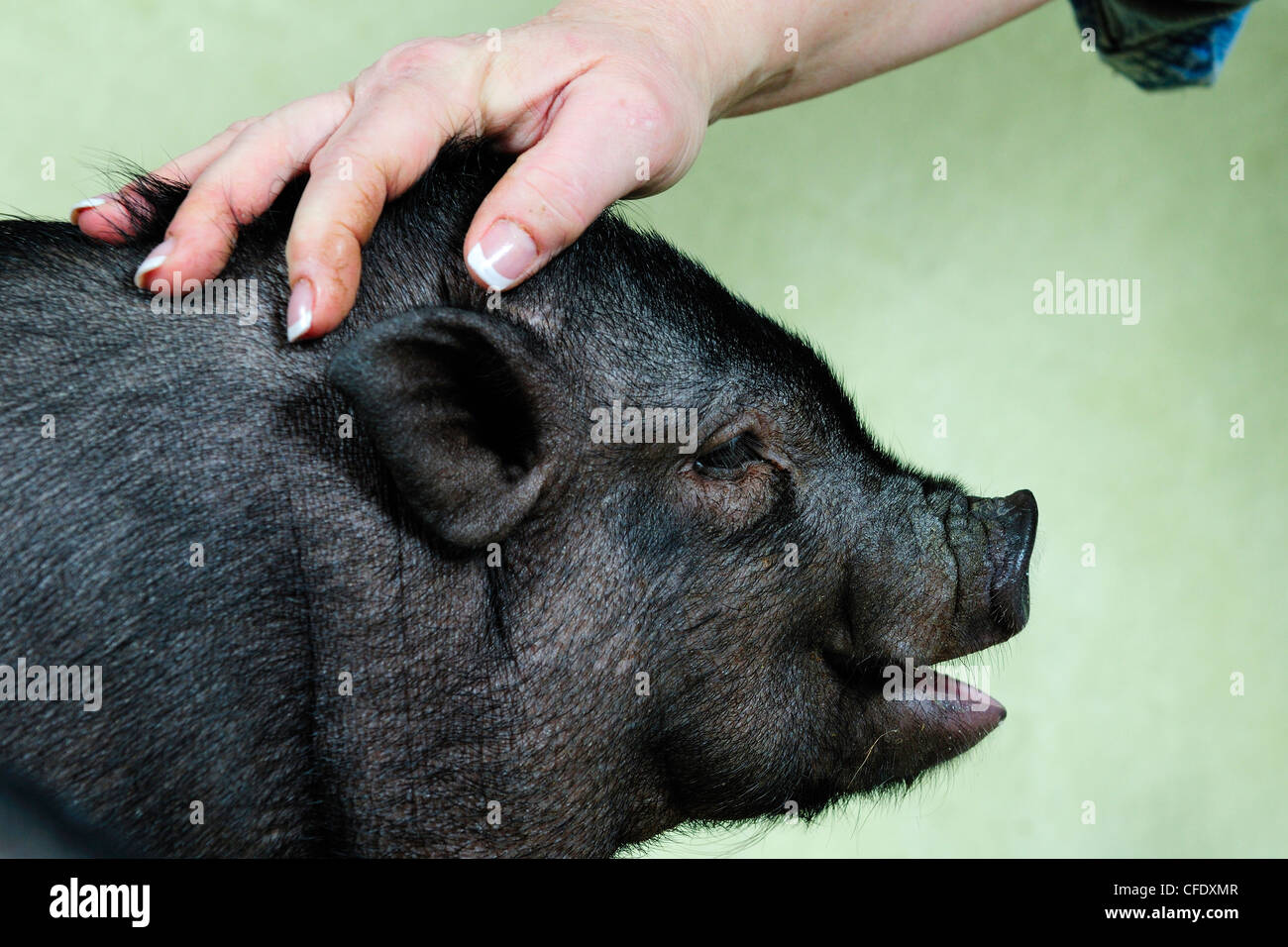 Semaine 12 un vieux pot Belly être tapoté sur la tête de porc par propriétaire, Duncan, île de Vancouver, Colombie-Britannique, Canada Banque D'Images