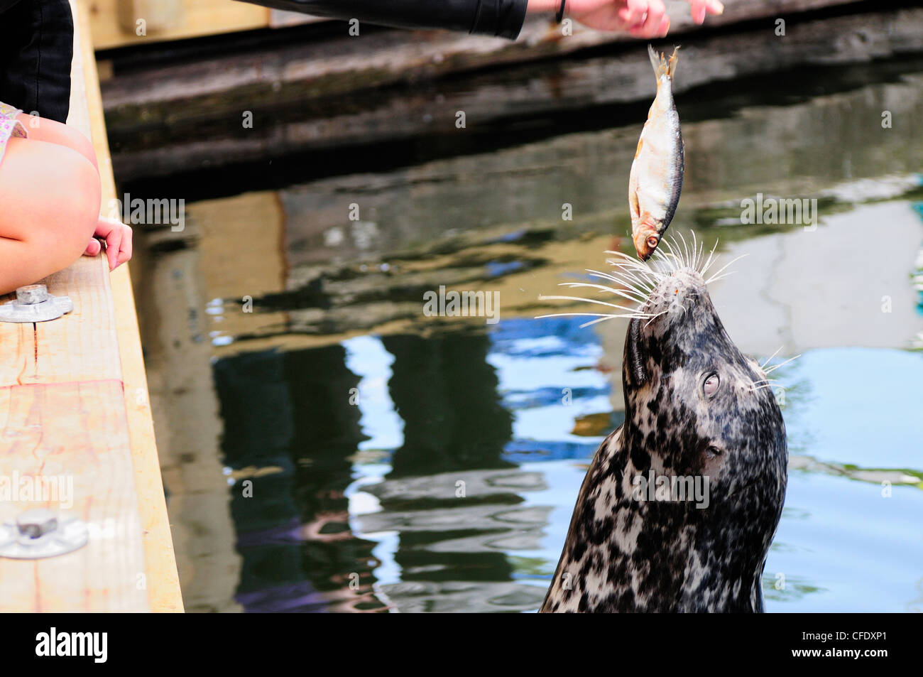 Seal s'élève hors de l'eau prendre du poisson l'a laissé tomber Banque D'Images