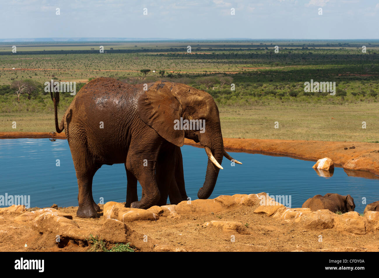 Les éléphants (Loxodonta africana) à trou d'eau, l'Est de Tsavo National Park, Kenya, Afrique de l'Est, l'Afrique Banque D'Images