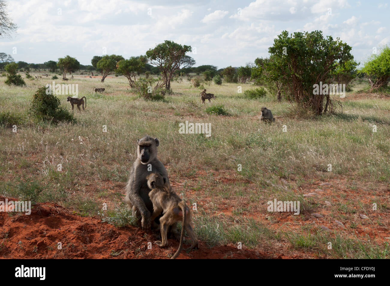 Les babouins (Papio hamadryas jaune cynocephalus), l'Est de Tsavo National Park, Kenya, Afrique de l'Est, l'Afrique Banque D'Images