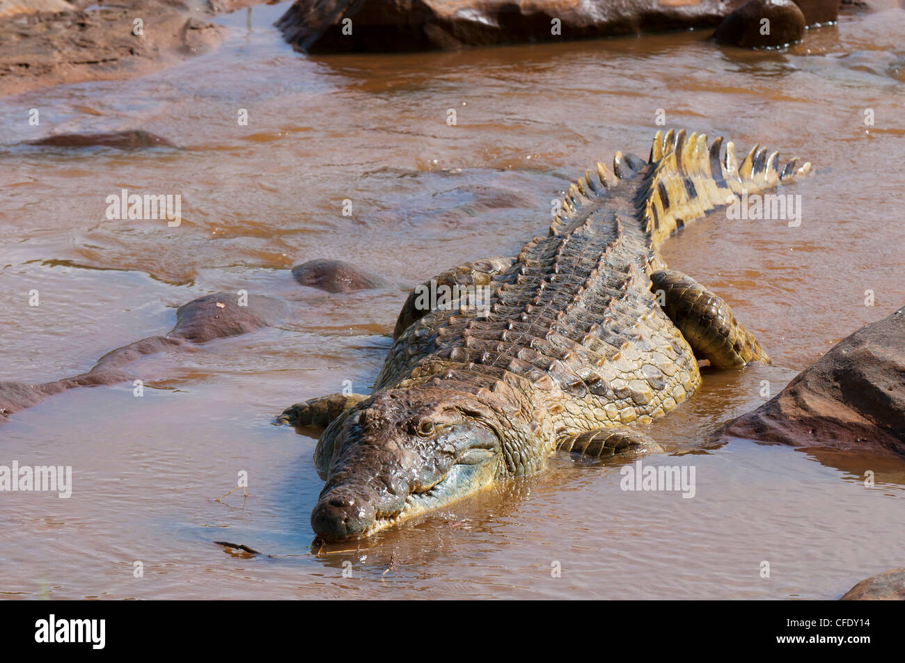 Le crocodile du Nil (Crocodylus niloticus), l'Est de Tsavo National Park, Kenya, Afrique de l'Est, l'Afrique Banque D'Images