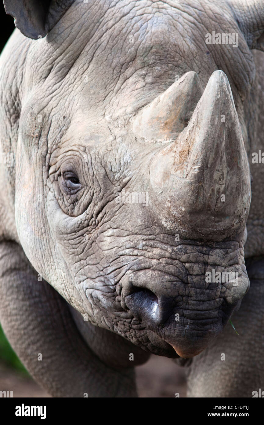 Le rhinocéros noir (Diceros bicornis), Banque D'Images