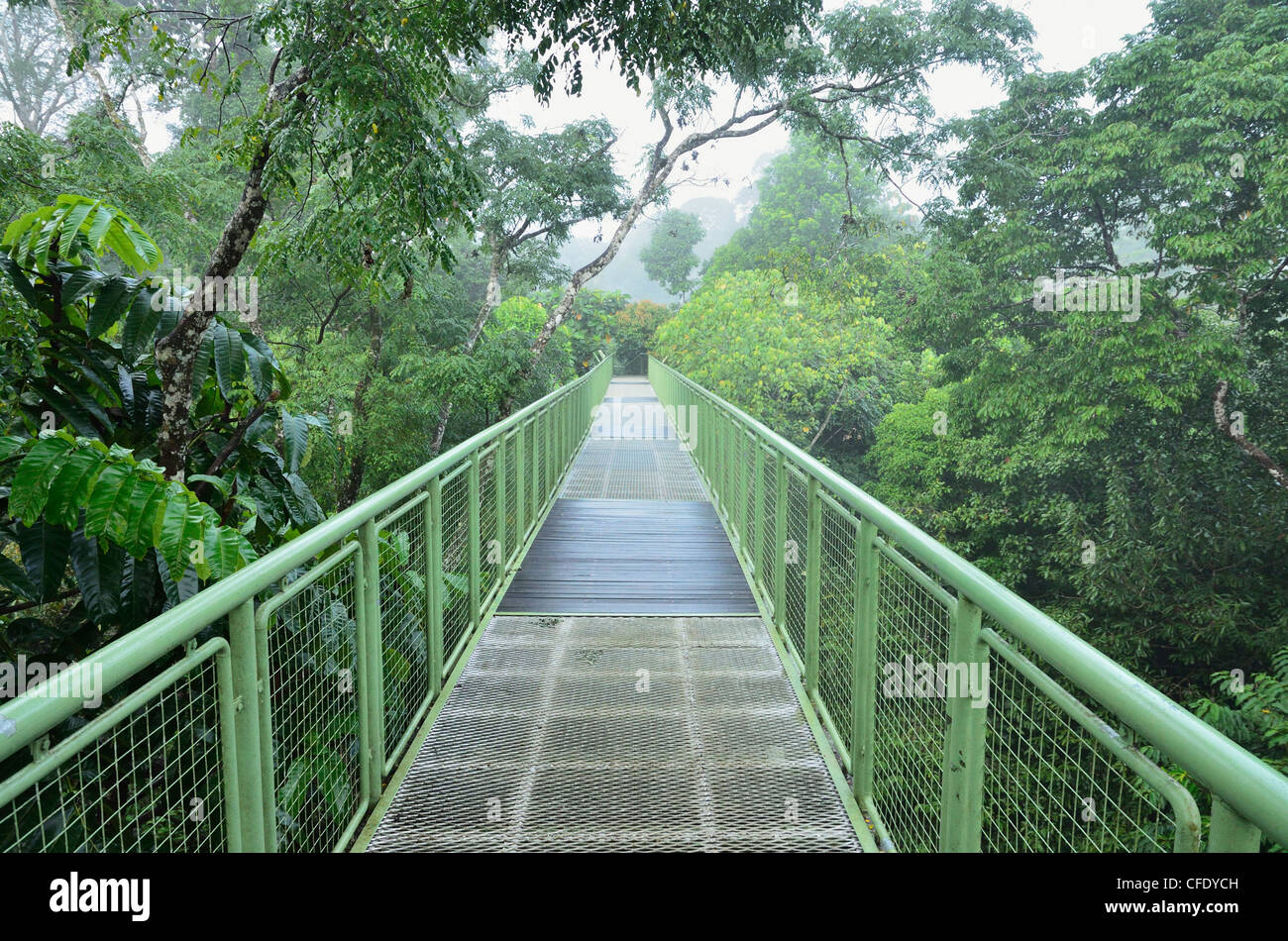 Canopy Walkway Sepilok, Centre de découverte de la forêt tropicale, Sabah, Bornéo, Malaisie, Asie du Sud, Asie Banque D'Images