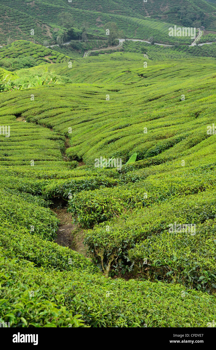 La plantation de thé, Cameron Highlands, Perak, Malaisie, Asie du Sud, Asie Banque D'Images