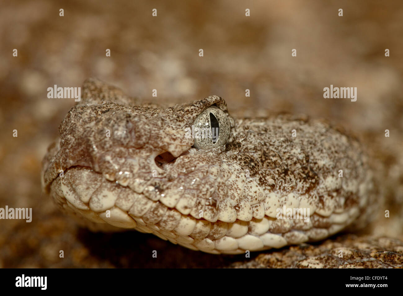 Le crotale de l'Ouest (Crotalus mitchellii) en captivité, l'Arizona Sonora Desert Museum, Tucson, Arizona, États-Unis d'Amérique Banque D'Images