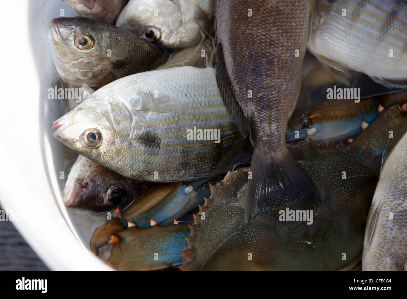 Un seau plein de poissons qu'un pêcheur mans' catch Banque D'Images