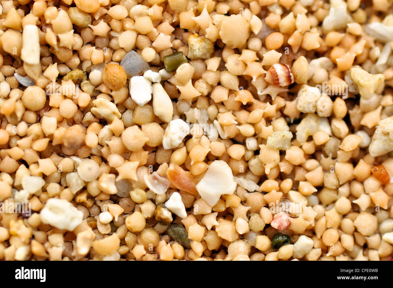 Sable en forme d'étoile ne peut être trouvé dans deux plages dans le monde. En fait, c'est la coquille d'un animaux microscopiques. Banque D'Images