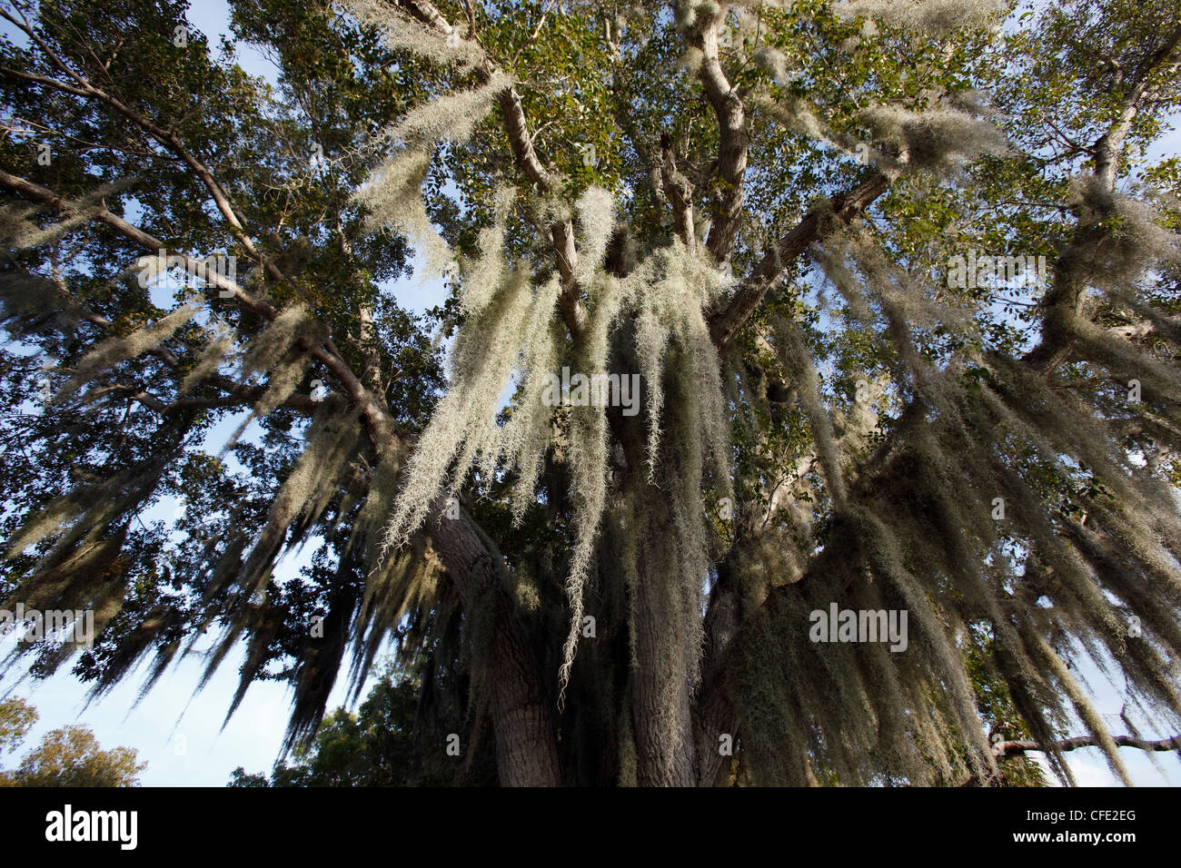 La mousse espagnole le Parc National des Everglades, en Floride Banque D'Images