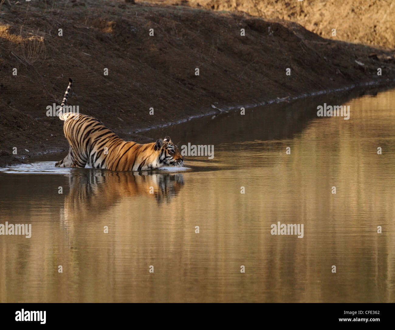 Piscine Royal tigre du Bengale Banque D'Images