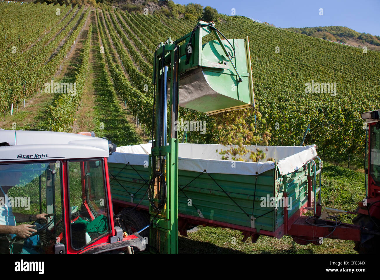 Récolte du vin au village viticole de Trittenheim, Moselle, Rhénanie-Palatinat, Allemagne, Europe Banque D'Images