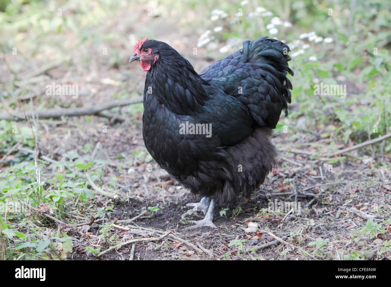La race noire Orpington poulets Essex, UK BI021190 Banque D'Images