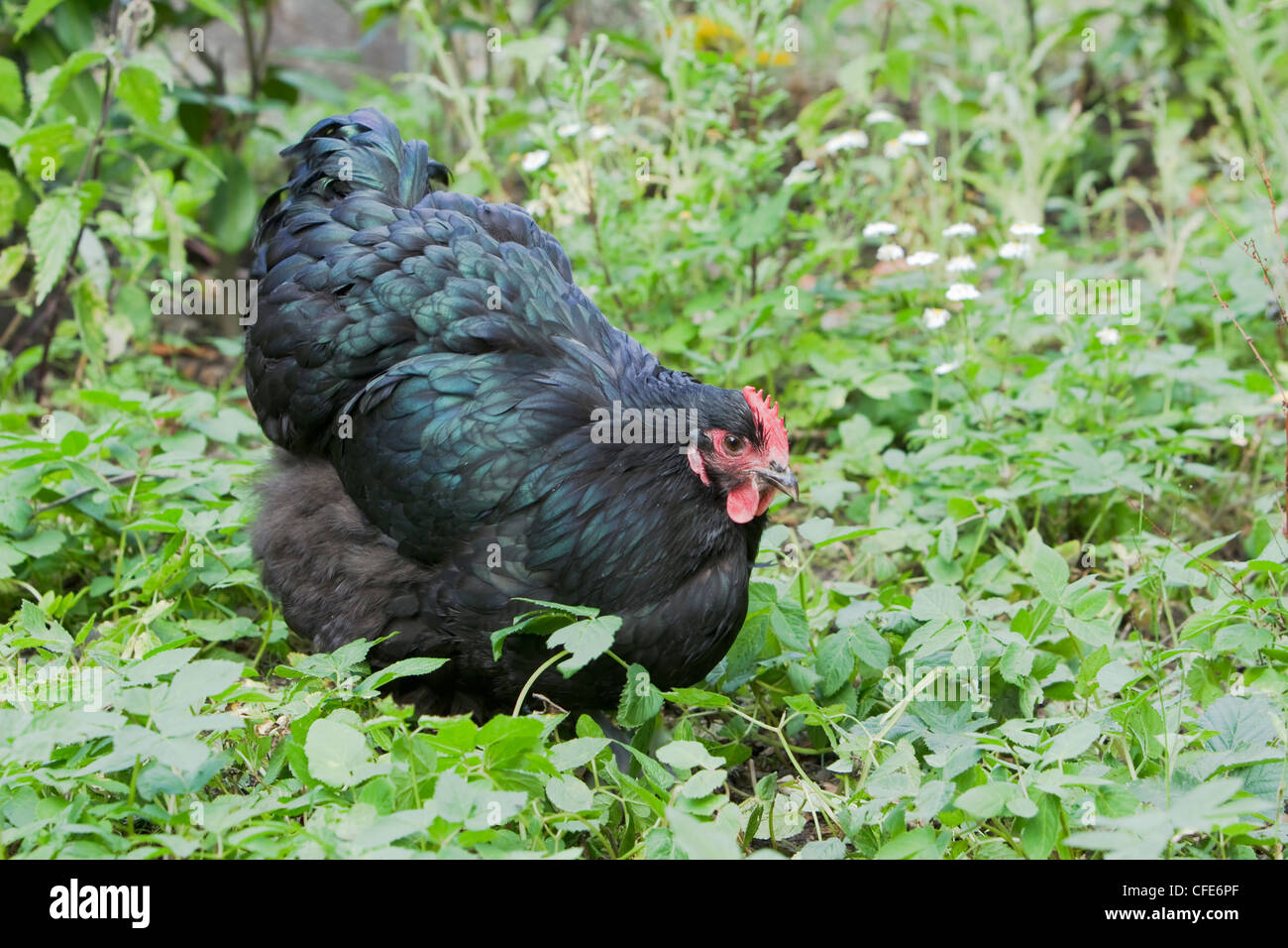 La race noire Orpington poulets Essex, UK BI021191 Banque D'Images