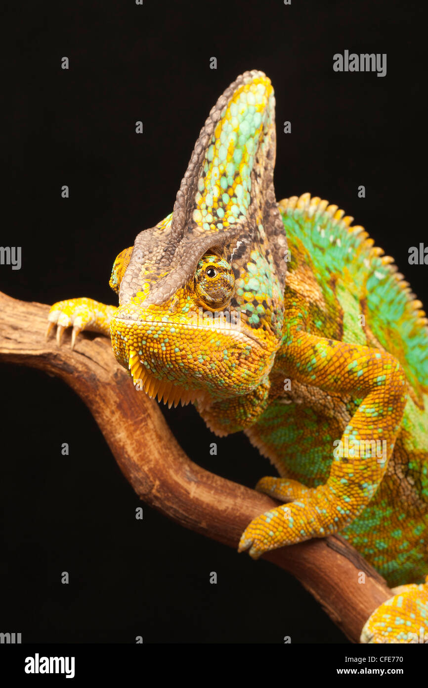 Yémen (Voilé), Chameleon chamaeleo calyptratus. Banque D'Images