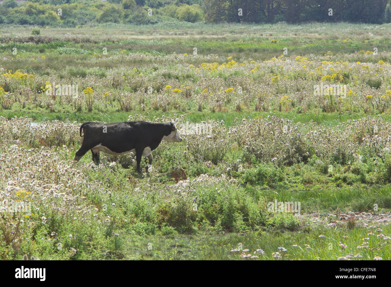 Le pâturage du bétail sur les marais Thames Rainham Marsh RSPB Réserver Essex, UK MA002359 Banque D'Images