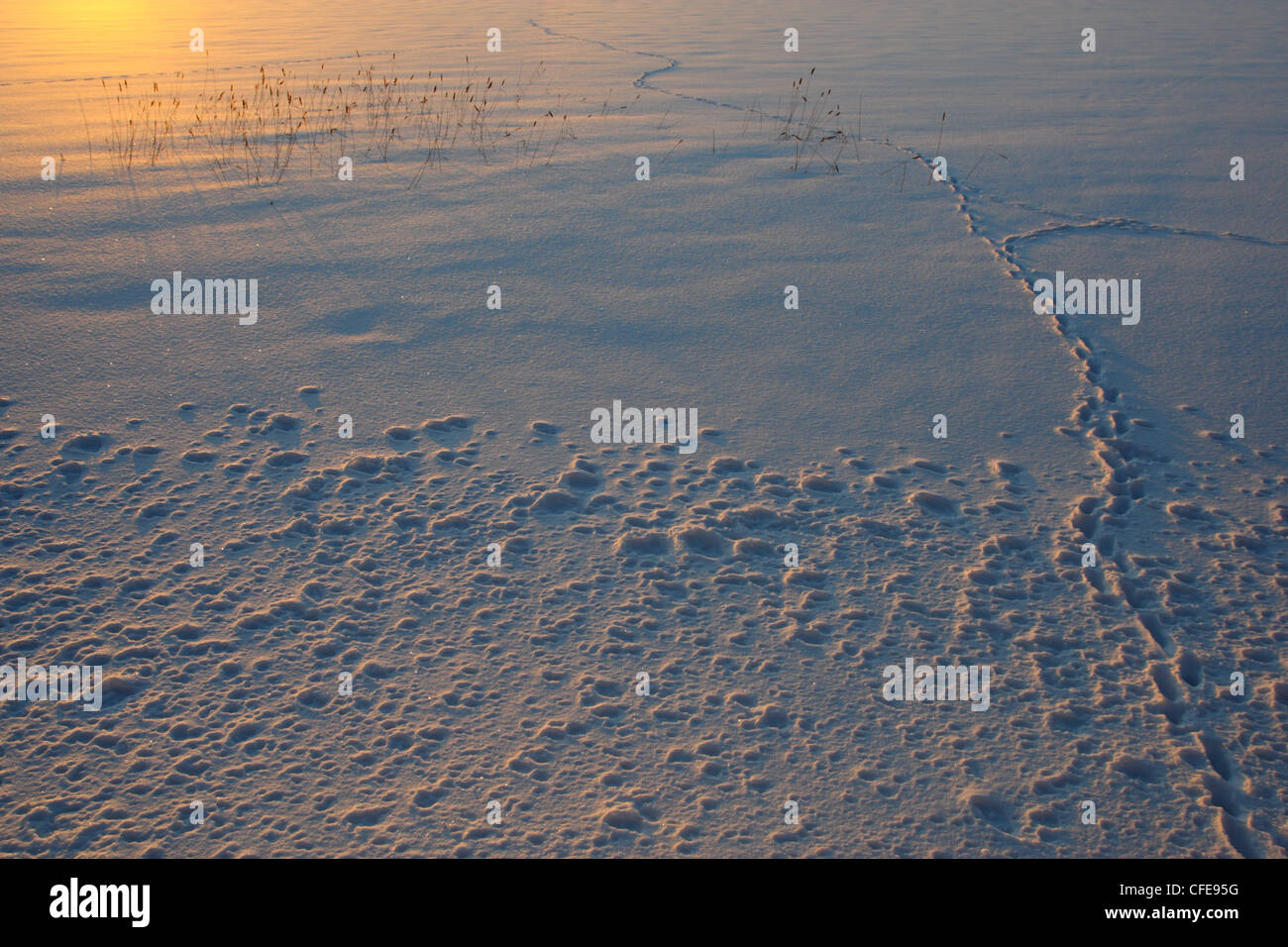 Red Fox pistes à lac gelé Saadjärv, l'Estonie, Europe Banque D'Images