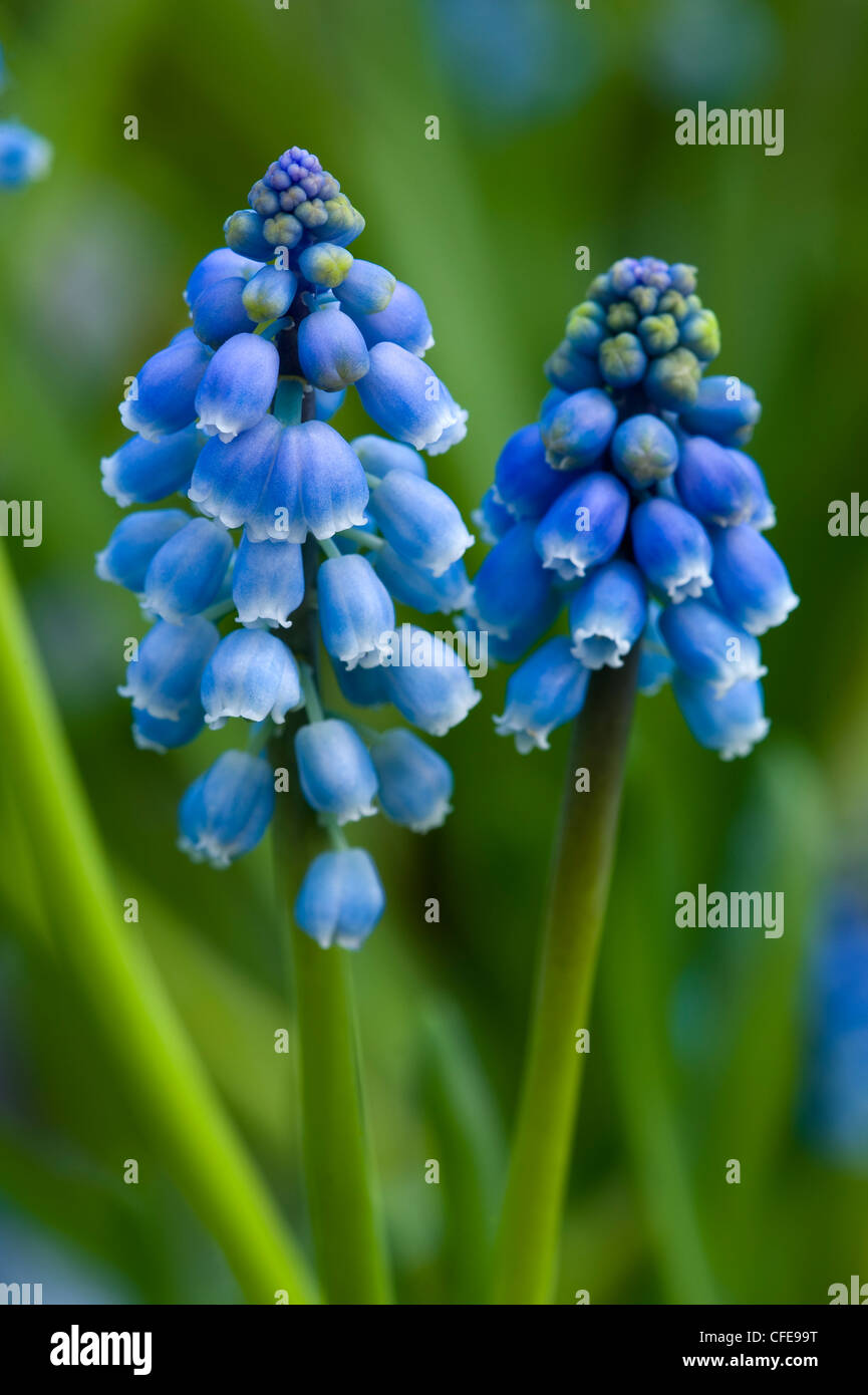 Muscaris ou muscari in close up Banque D'Images
