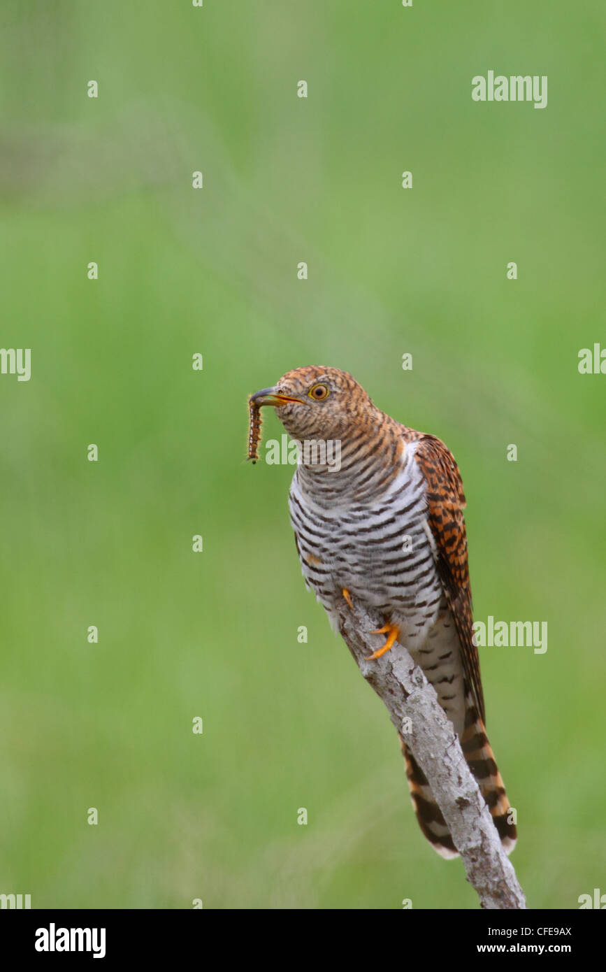 (Cuculus canorus Common Cuckoo), femelle adulte avec un ver. L'Europe Banque D'Images (Cuculus canorus Common Cuckoo), femelle adulte avec un ver. L'Europe Banque D'Images