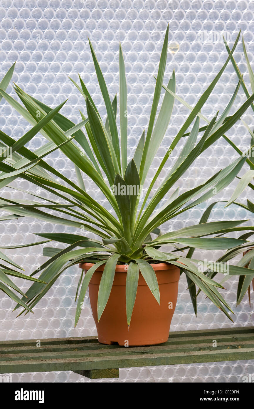 Yucca Gloriosa l'hiver dans une serre protégés du froid et isolé avec des bulles Banque D'Images