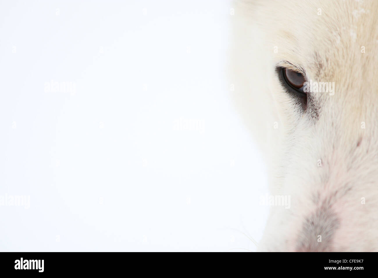 Close-up de Laika de Sibérie occidentale chien. Banque D'Images