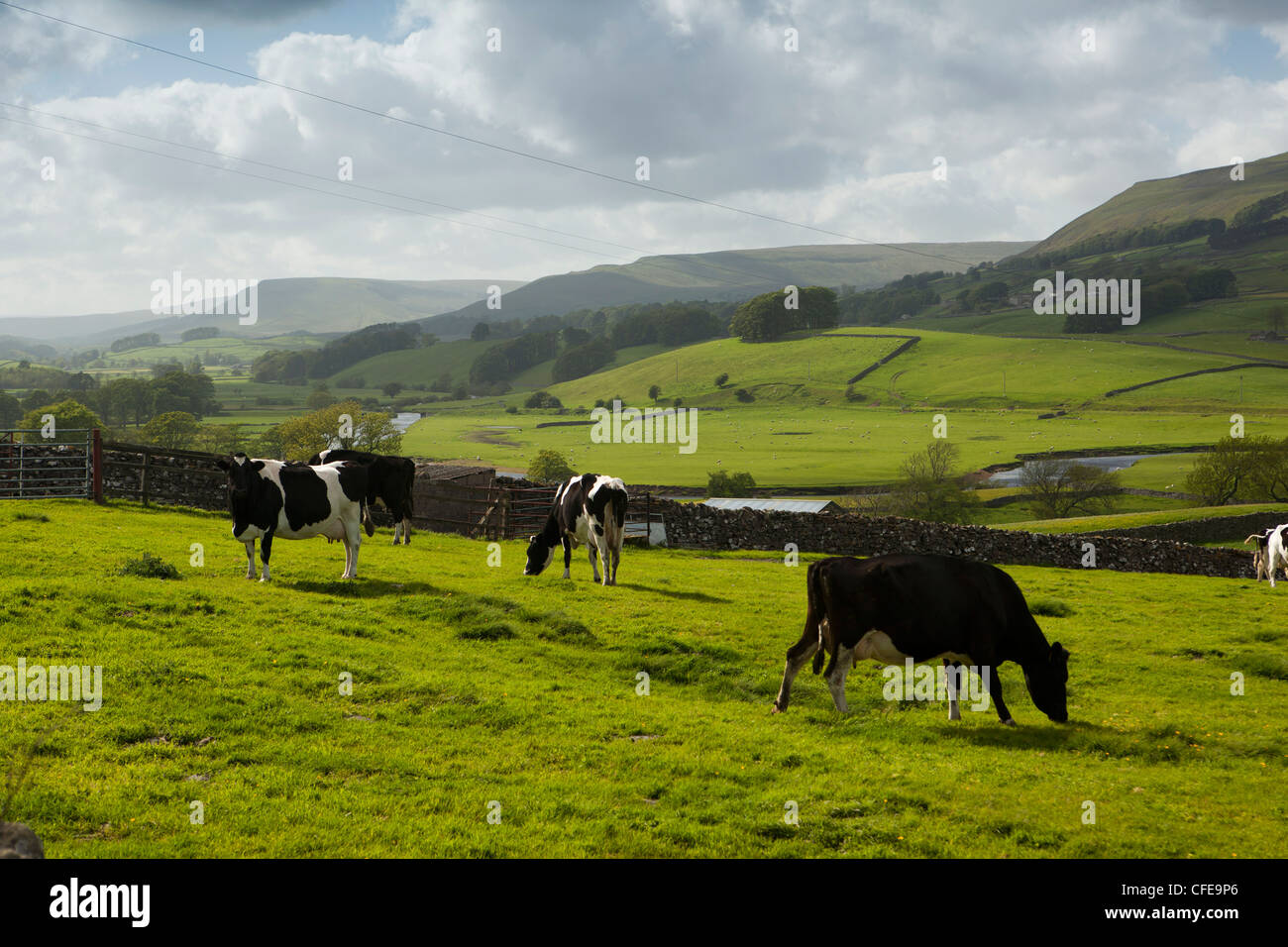 Royaume-uni, Angleterre, dans le Yorkshire, Wensleydale, Hawes, Rivière Ure qui coule à travers les pâturages broutés par les vaches fresian Banque D'Images