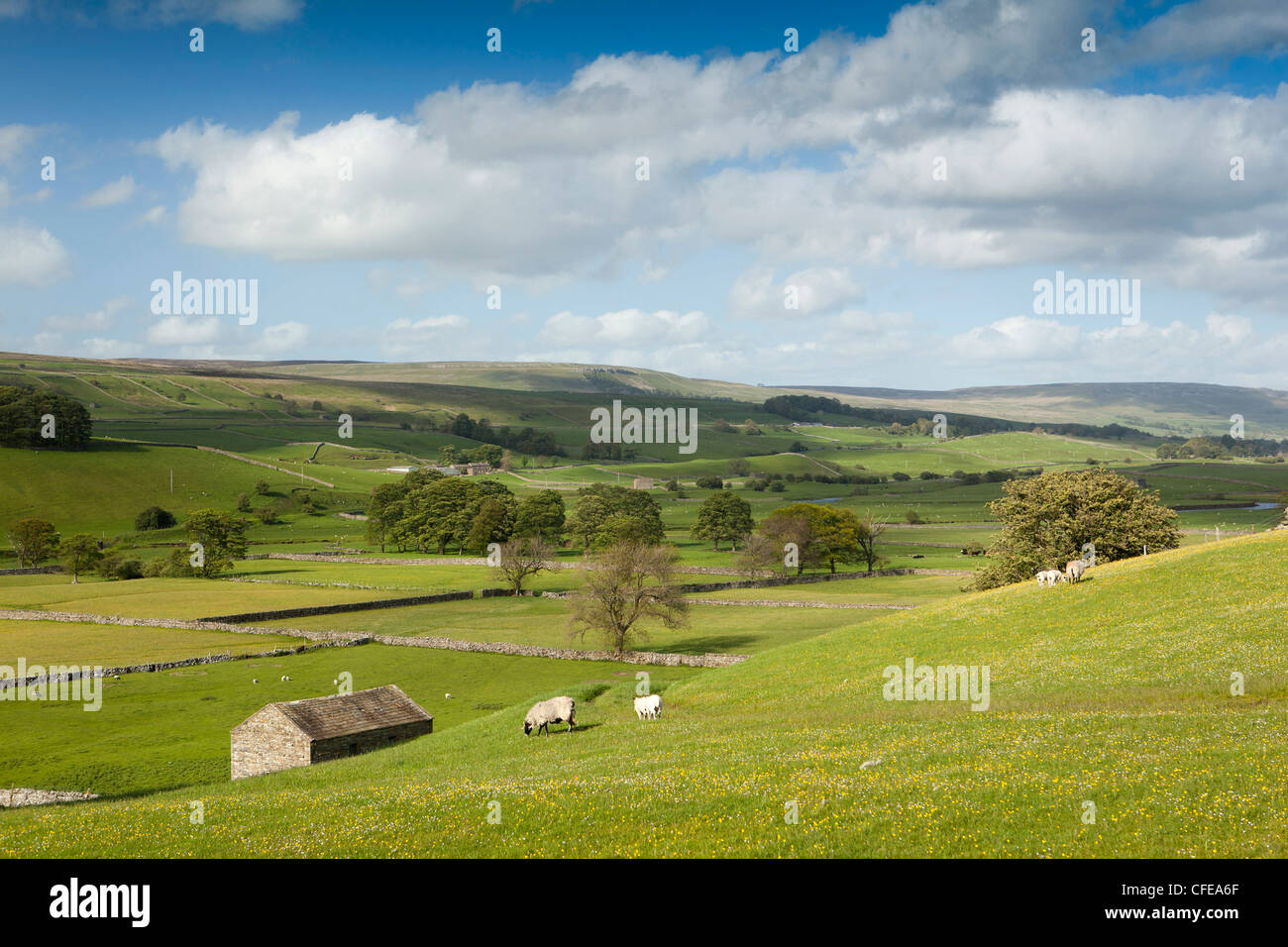 Royaume-uni, Angleterre, dans le Yorkshire, Wensleydale, de l'agriculture, des moutons paissant dans des terres agricoles dales Banque D'Images