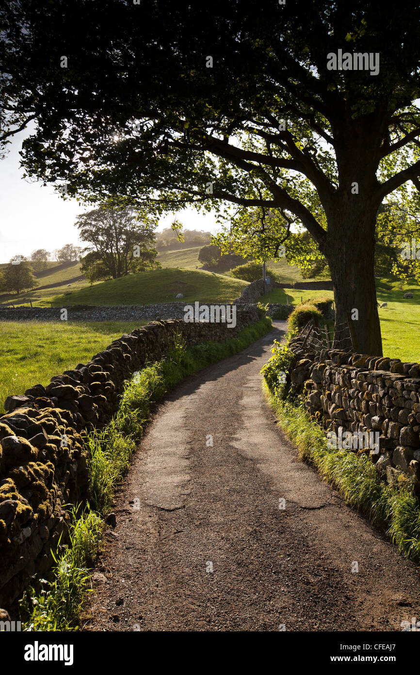 Royaume-uni, Angleterre, dans le Yorkshire, Wensleydale, West Burton, étroite, bordée de murs de pierres sèches country lane Banque D'Images