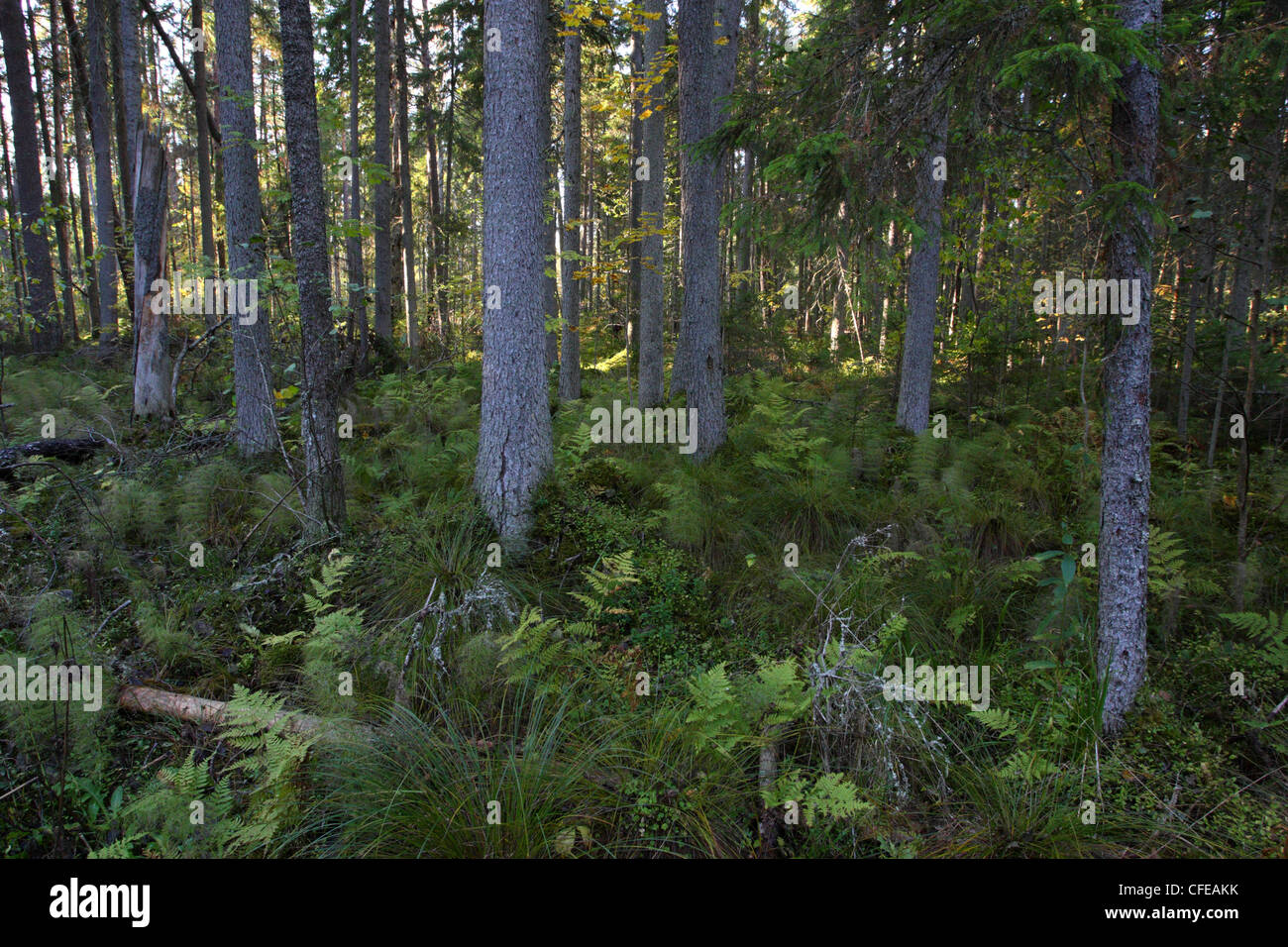 Vieille forêt boréale. L'Estonie Banque D'Images