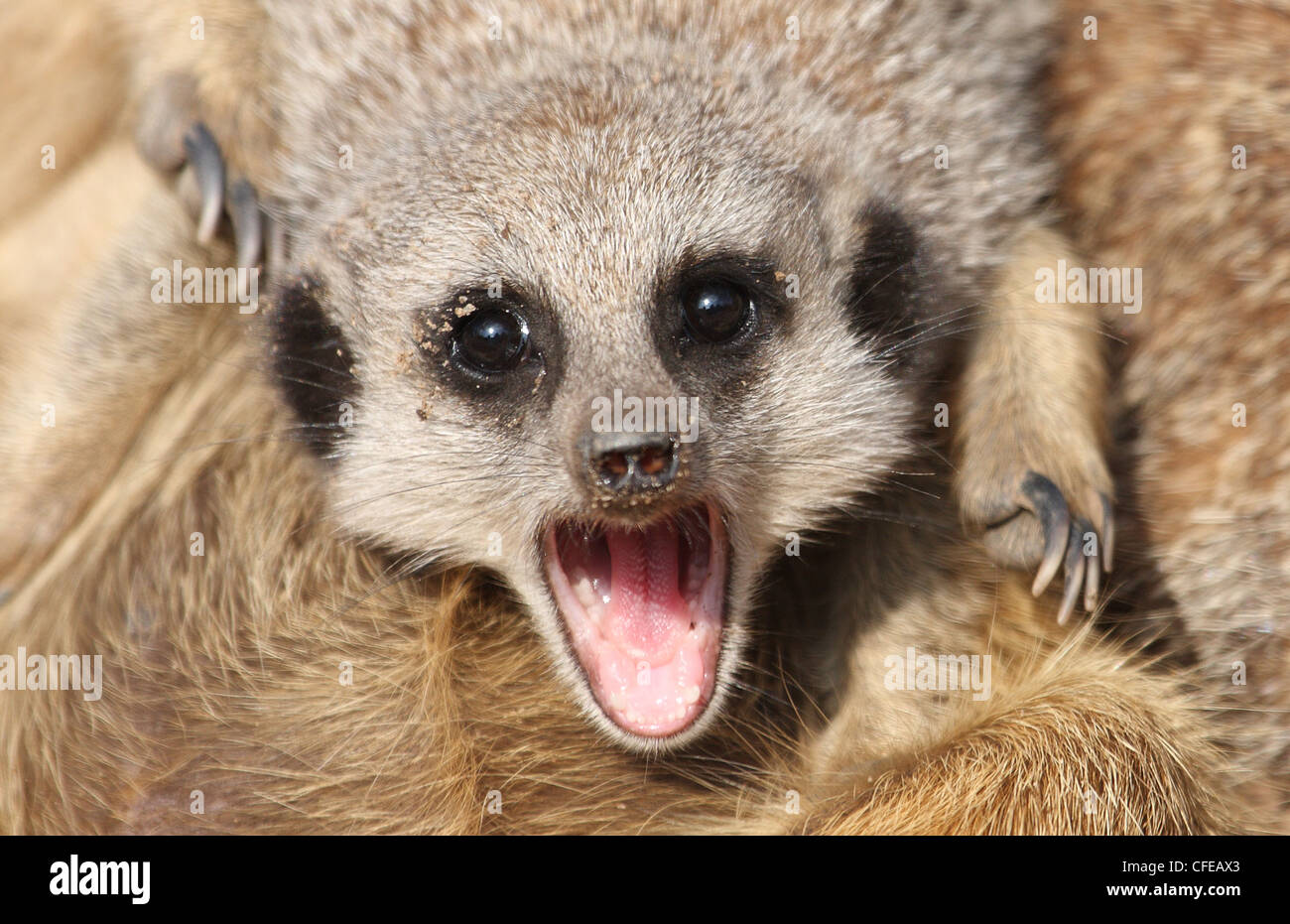 Appel de Suricate Banque D'Images