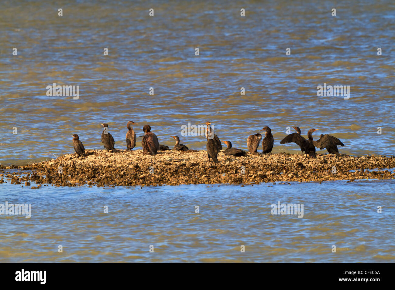 Un groupe d'aigrettes assis sur un petit Oyster Reef dans le chenal au Texas. Banque D'Images