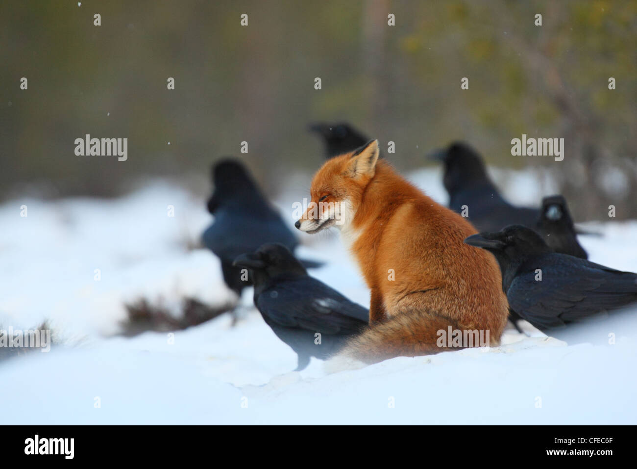Le repos Red Fox (Vulpes vulpes) avec les corbeaux. Banque D'Images