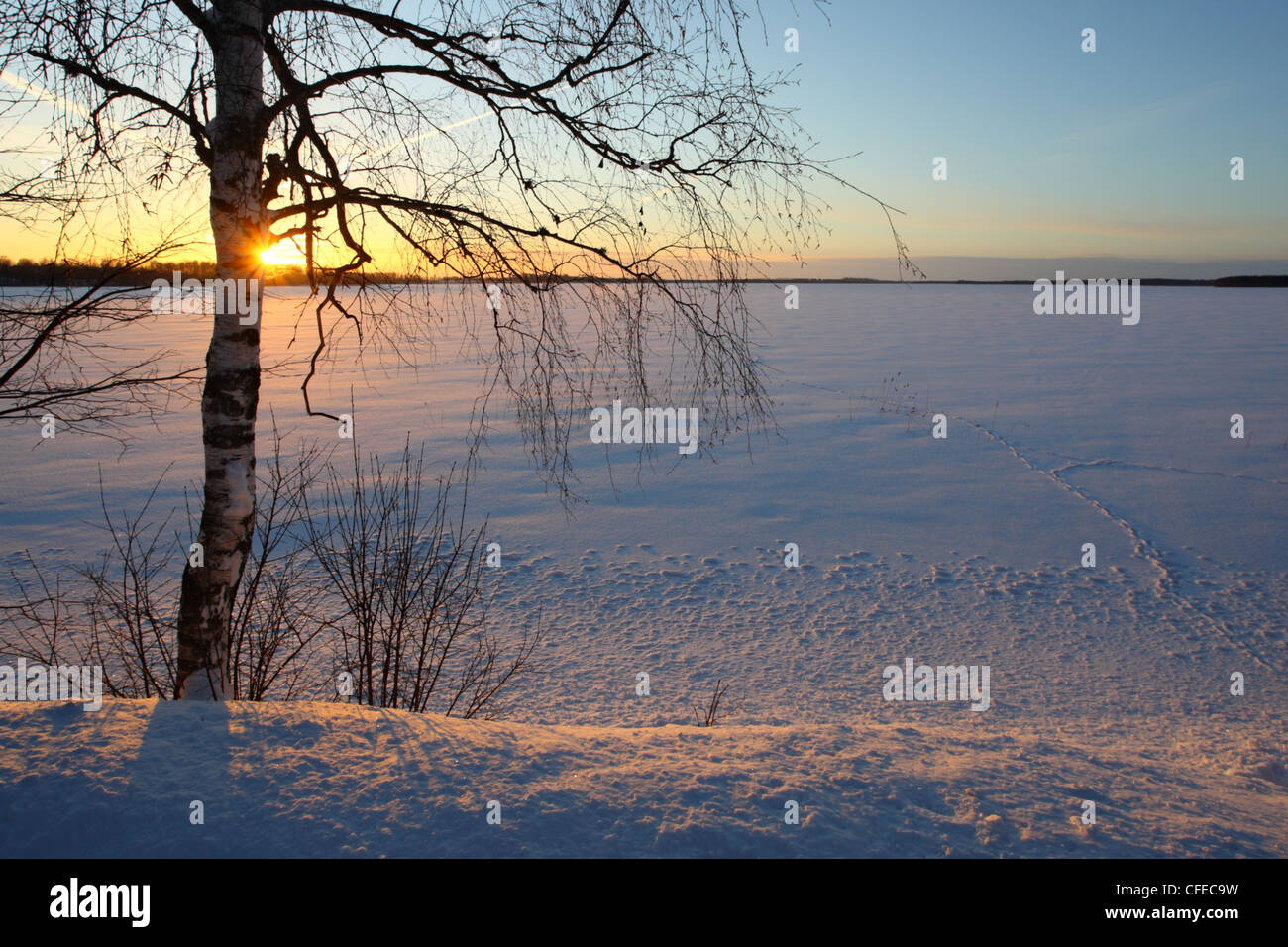 Red Fox pistes à lac gelé Saadjärv, l'Estonie, Europe Banque D'Images