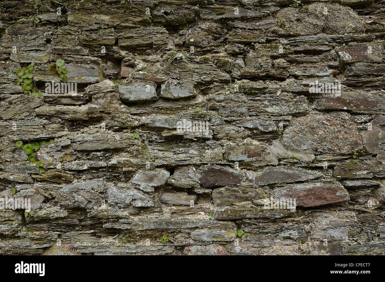 Mur en pierre avec quelques morceaux de plantes poussant dans les fissures. Les fissures de mur. Banque D'Images