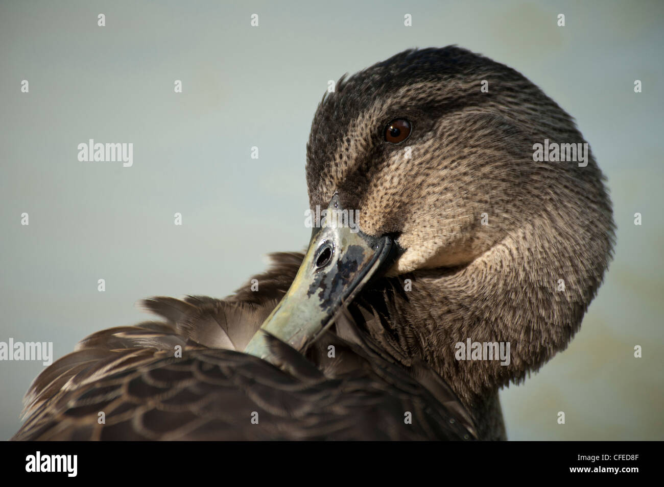 Nettoyage des plumes de canard Banque D'Images