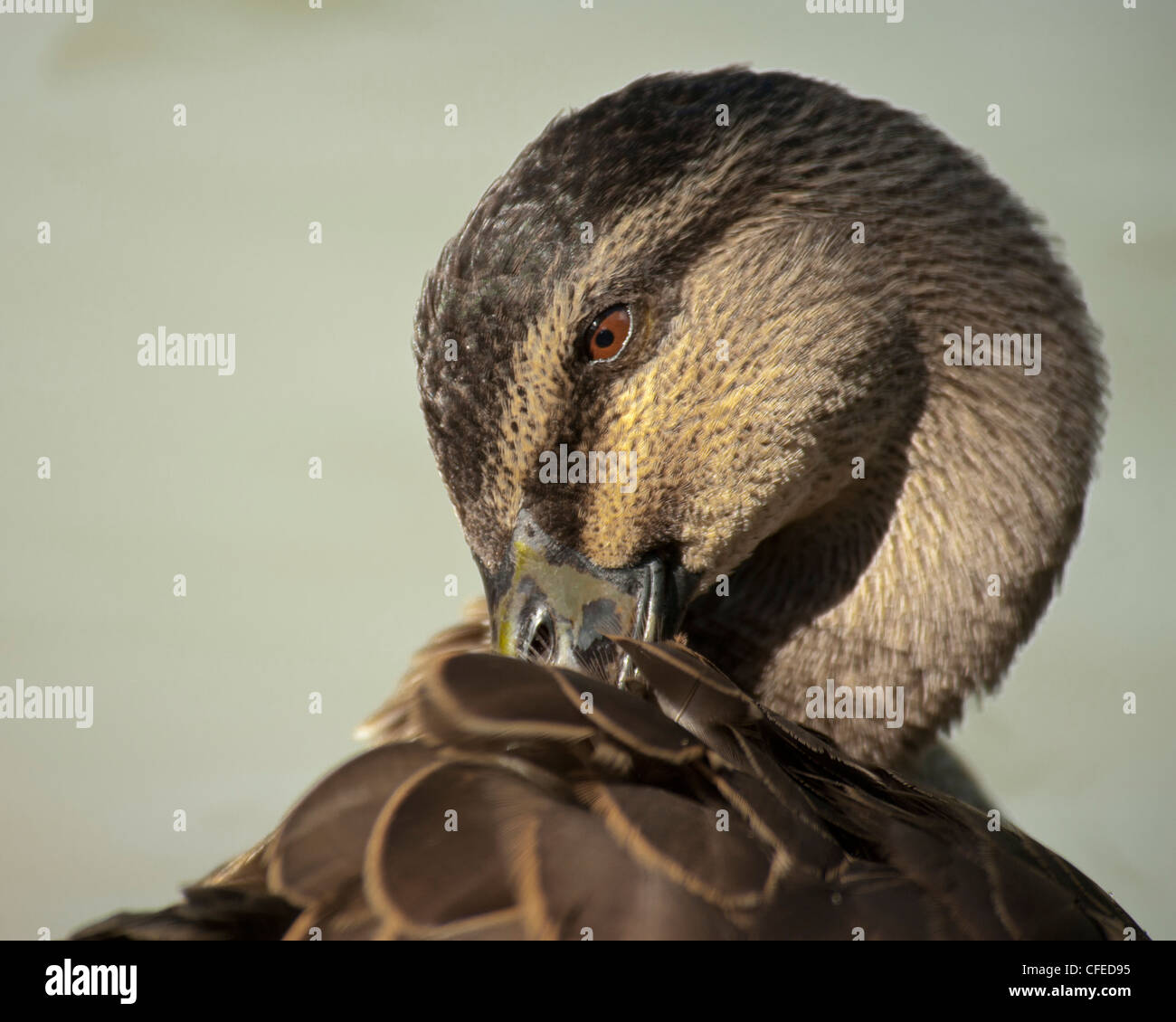 Nettoyage des plumes de canard Banque D'Images